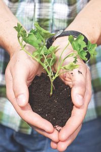 hands holding plant