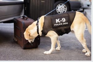 K-9 Officer
